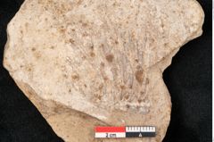 Foto (Detailansicht) von Plantae indet.  (NHMW-GEO-2024-0188-11573)